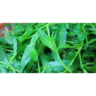 Gói 50 hạt giống Rau Trai , độ nảy mầm cao, rất dễ trồng