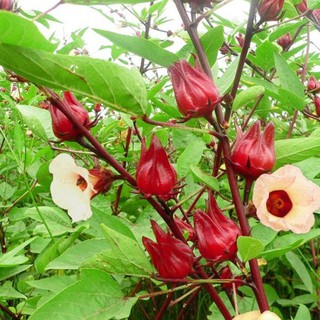 Hạt Giống Cây Bụp Giấm ( Atiso Đỏ )