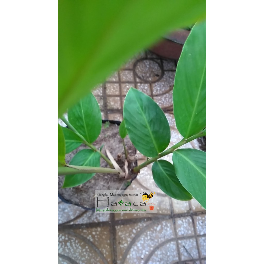 Cây hoa hạnh phúc