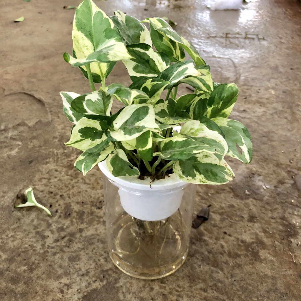 Cây trầu bà cẩm thạch thủy sinh, Bụi to đẹp lá đốm sữa bắt mắt, giúp thanh lọc không khí dễ trồng và chăm sóc hợp để bàn