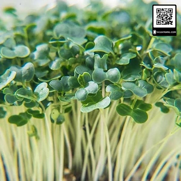 1KG - Hạt giống rau mầm súp lơ xanh - Thế giới rau mầm chất lượng cao Tạ Gia Trang