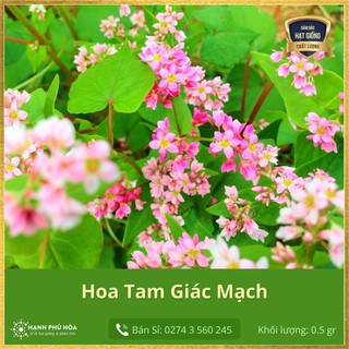 Hạt Giống Hoa Tam Giác Mạch TN 20 gr - Dễ trồng, Hoa rất nhiều, độc lạ, Chịu nắng mưa