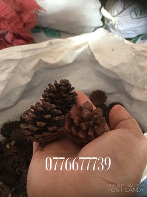 Combo 1.5kg loại lớn - 1kg loại trung - 0,5kg loại nhỏ trái thông đà lạt