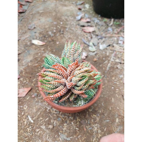 Sen đá móng rồng cúp đỏ Đà Lạt