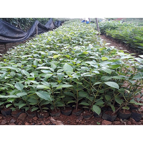 Cây Kèn Hồng - cây cảnh sân vườn