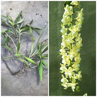 combo 5 ngọn quế lan hương
