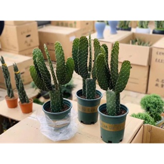 Xương rồng tai thỏ dài