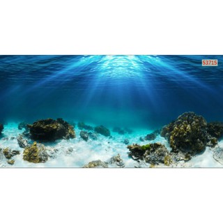 Tranh 3d dán bể cá kt cao 60cm*ngang 120cm có keo sẵn