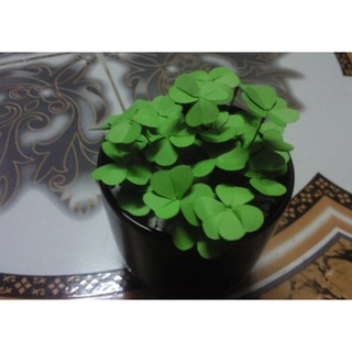 HẠT GIỐNG CỎ 3, 4 LÁ - 50 Hạt/ gói