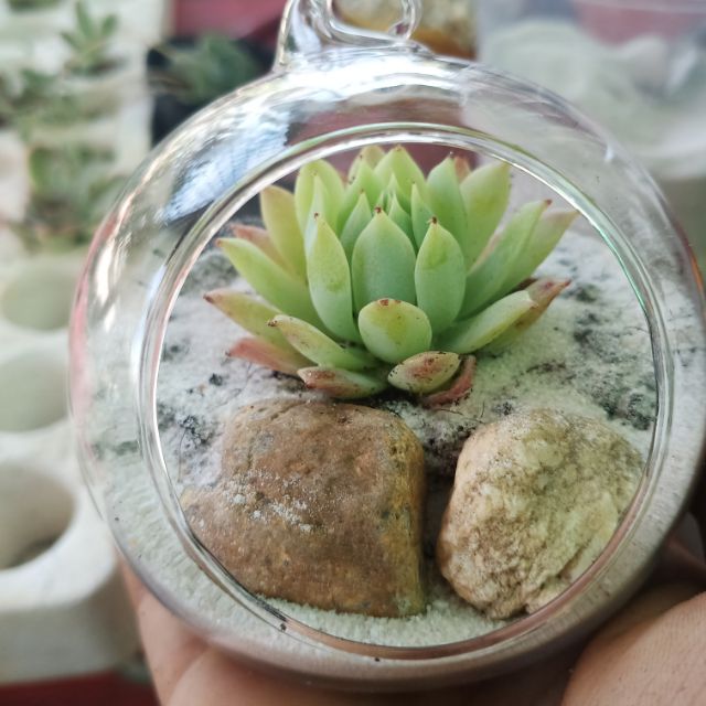 Chậu thủy tinh có móc treo