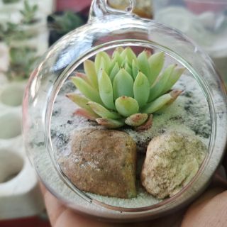 Chậu thủy tinh có móc treo