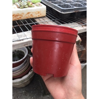 Chậu nhựa trồng sen đá giá rẻ