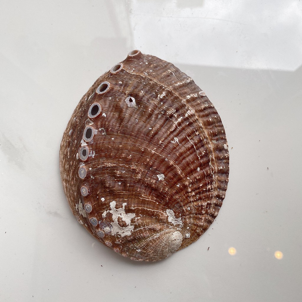 Đĩa Ốc Xà Cừ Hồng Nhật Bản - Vỏ sò đốt xô thơm (Natural Abalone Shell) - Thảo Mộc Xông Nha | BigBuy360 - bigbuy360.vn