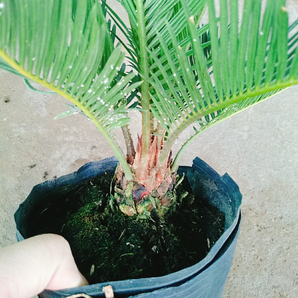 Cây thiên tuế  - cây cảnh để bàn