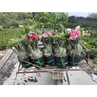 Cây hoa sứ Thái bầu to