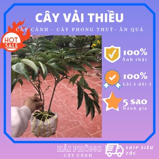 Cây vải thiều giống cao 50cm cây chiết cảnh có hoa, cây sinh trưởng khoẻ mạnh, khóm to, lỗi 1 đổi 1