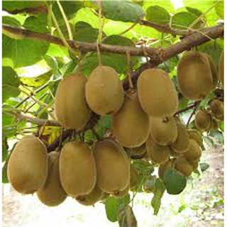 Hạt giống Kiwi xuất xứ Đức gói 30 hạt