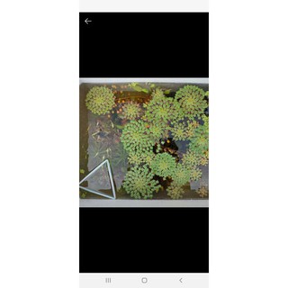 cây ấu thái thủy sinh