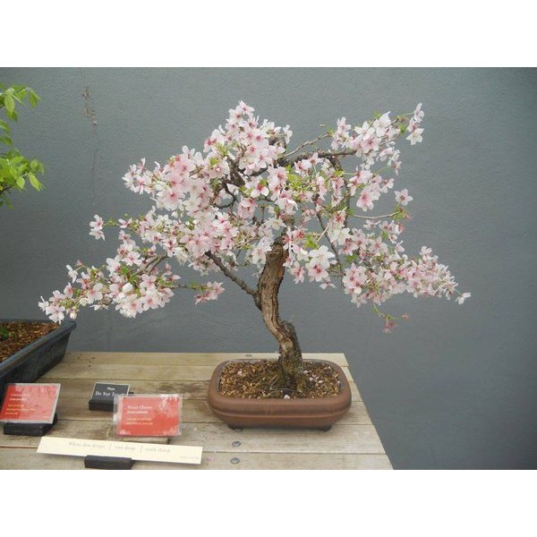 Hạt giống Anh đào Triều tiên - Cherry triều Tiên F1