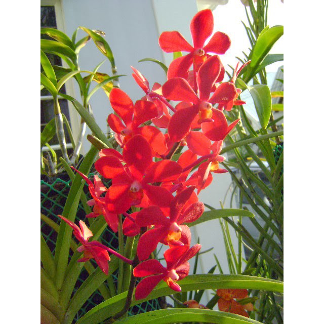 ComBo 4 Cây giống Hoa Lan Mokara Nhiều Màu Đỏ,Vàng,Tím,Hồng, cây cao 20-30 cm