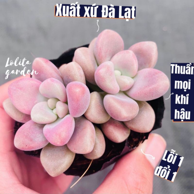 COMBO 5 MẦM SEN ĐÁ SỎI HƯỜNG, HÀNG ĐÀ LẠT, SIÊU XINH SIÊU KHỎE, LỖI 1 ĐỔI 1
