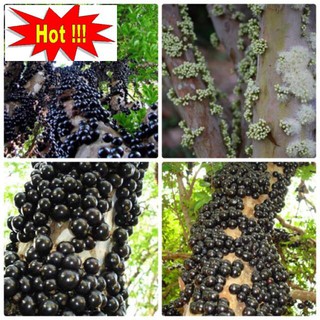 Hạt giống Nho thân gỗ