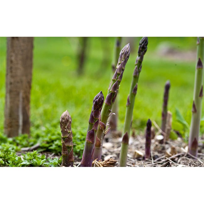 HẠT MĂNG TÂY TÍM CALIFORNIA - GÓI 1 GRAM