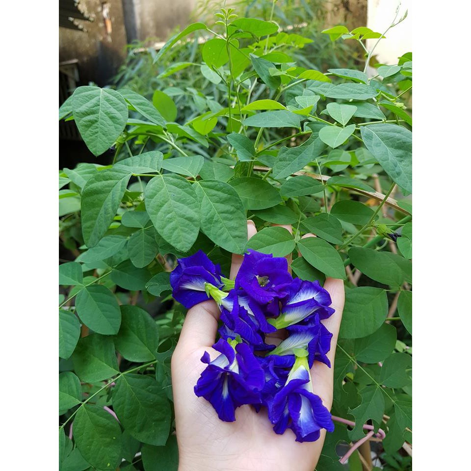 Hạt Giống Hoa Đậu Biếc Hoa Cánh Kép