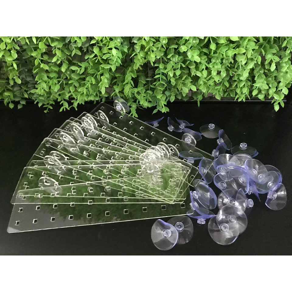 Vỉ trồng ráy - dương sỉ hồ thuỷ sinh kèm nút su