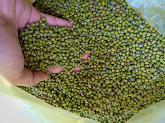 ĐẬU XANH SẼ HẠT NHỎ, ĐẬU XANH MỠ | BigBuy360 - bigbuy360.vn