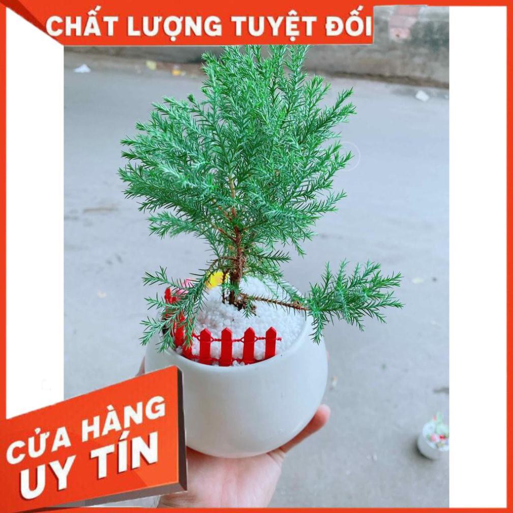 Chậu tùng bồng lai tiểu cảnh Nhiều Người Mua