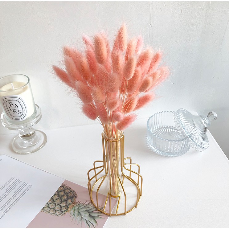 ❤️❤️❤️ BÔNG CỎ ĐUÔI THỎ/ CỎ LAU MỸ - Hoa khô Lagurus Bunny Tails - Decor, trang trí, phụ kiện chụp ảnh