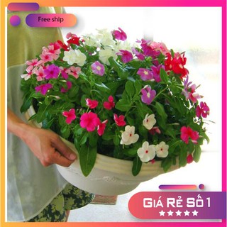 50 Hạt giống hoa Dừa Cạn Rủ Mix (Dễ trồng, hoa quanh năm)