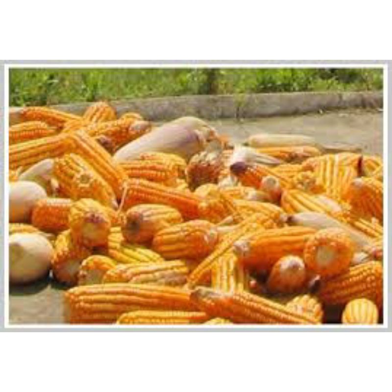 1kg bắp nguyên hạt cho chim, gà, cá, hoặc làm trang trí