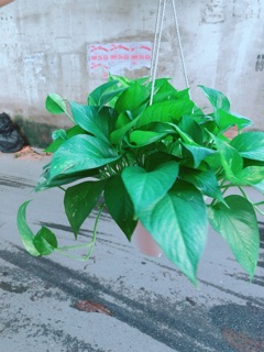 Chậu Trầu Bà Thái Size Đại