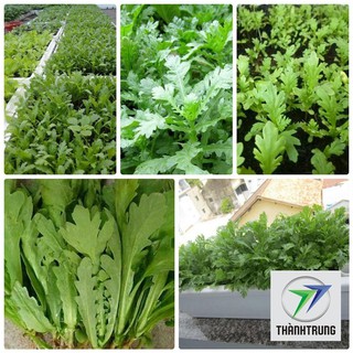 Gói 10gr hạt giống hoa cải cúc THANH TRUNG