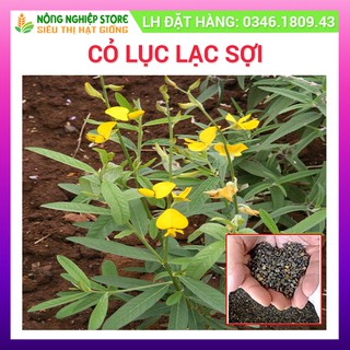 Hạt giống cỏ lục lạc sợi - gói 100gam