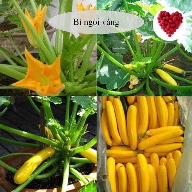 [GIÁ GỐC] Hạt Giống Bí Ngòi Vàng dễ trồng - 7 hạt