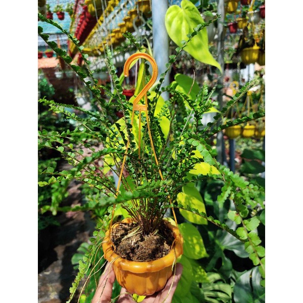 Dương xỉ đũa lá tròn chậu treo