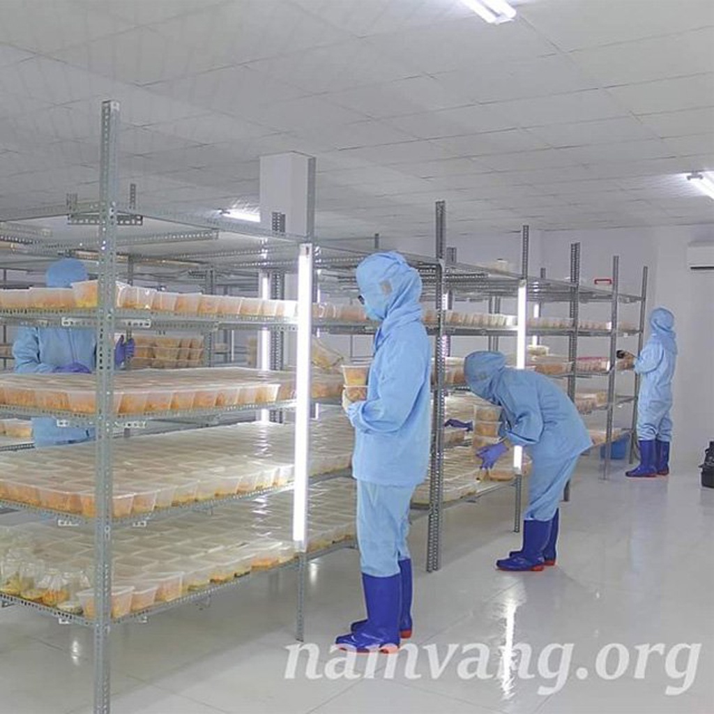 Đông trùng hạ thảo Nấm Vàng khô sợi to hộp 15G [Hàng Cao Cấp]