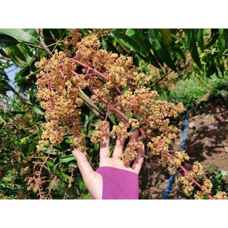 CHẾ PHẨM SINH HỌC SIÊU RA HOA HLC