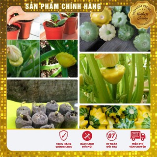 COMBO Trọn bộ hạt giống bí đĩa bay + 10 viên nén ươm hạt + 1 phân bón
