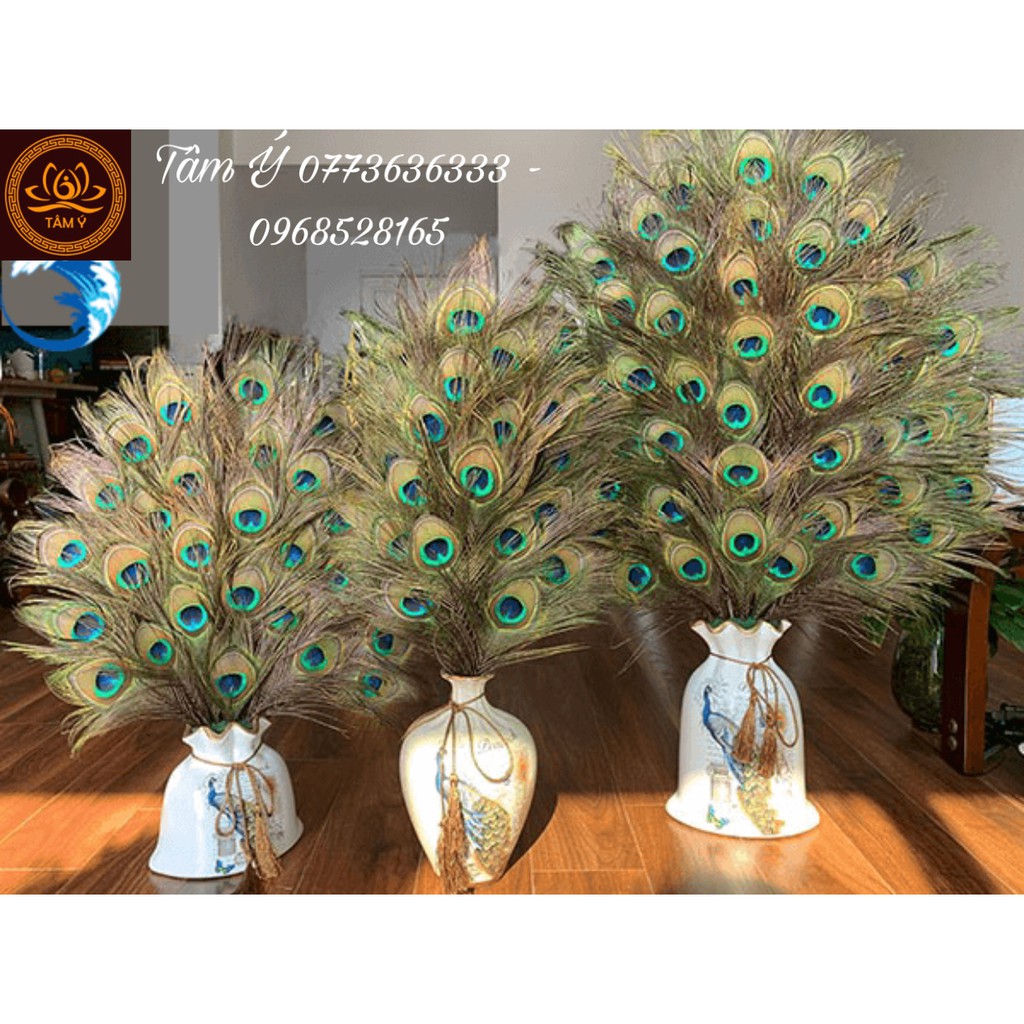 Lông công dài từ 25 đến 120cm loại ĐẸP nguyên vẹn, tự nhiên 100% phong thủy tài lộc