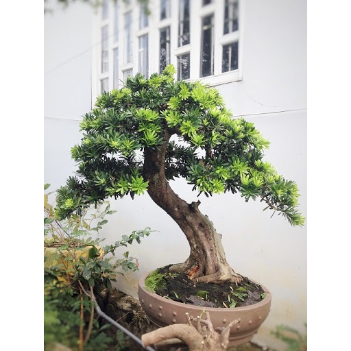 Giống Cây Tùng La Hán - Vạn Niên Tùng Bonsai, Cây cao 40-50cm, 2 năm tuổi