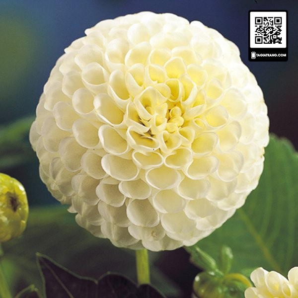 Hạt giống hoa thược dược tổ ong mix