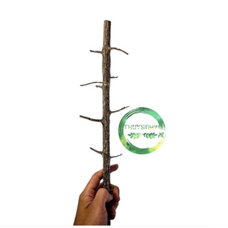 Lũa thạch sùng (không đặt chung với hàng khác) - lũa thuỷ sinh - bố cục rừng