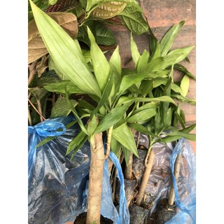 sâm cau giống