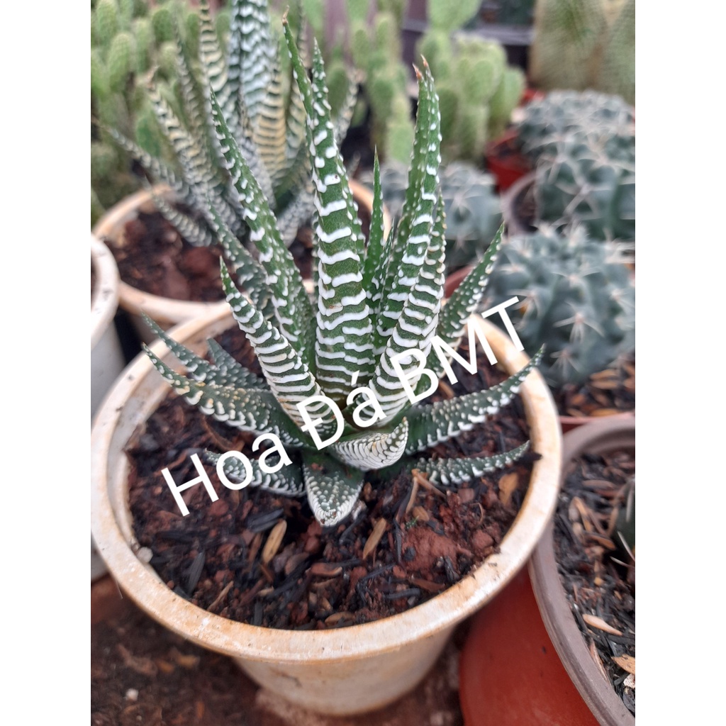 Móng rồng trắng size trung chậu 10cm