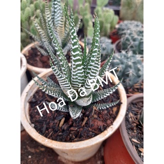 Móng rồng trắng size trung chậu 10cm