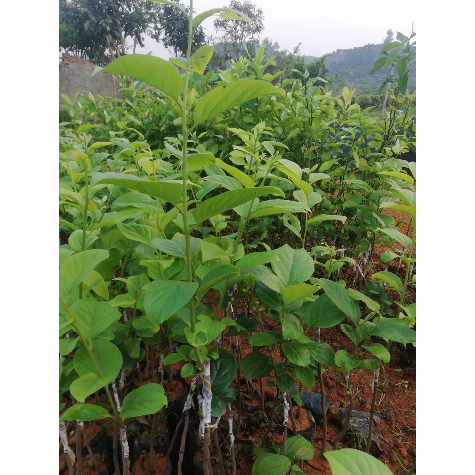 Hồng giòn mộc châu